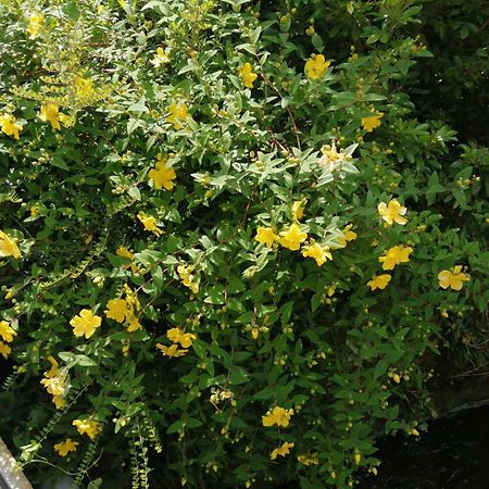 הוילה O Jardin De Boutancourt מראה חיצוני תמונה