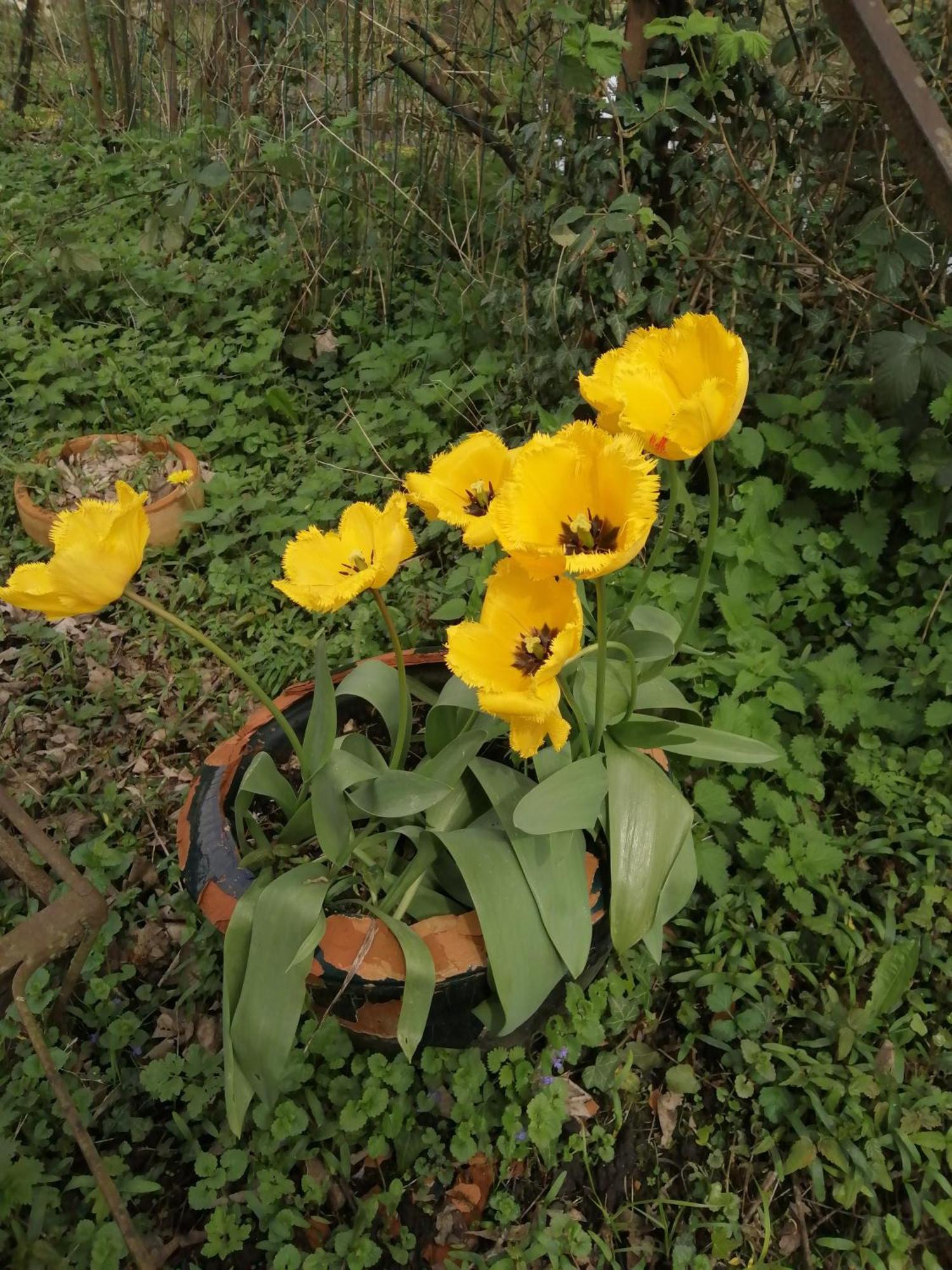הוילה O Jardin De Boutancourt מראה חיצוני תמונה